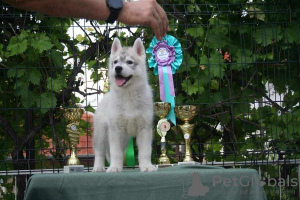 Zdjęcie №4. Sprzedam husky syberyjski w Knjazevac.  - cena - negocjowane