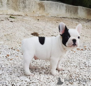 Zdjęcie №1. buldog francuski - na sprzedaż w Bochum | negocjowane | Zapowiedź №170197