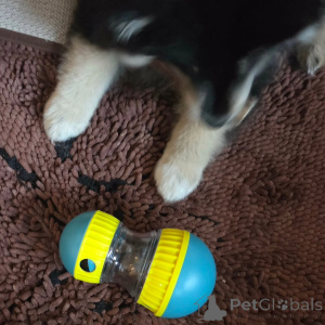 Zdjęcie №4. Sprzedam fiński lapphund w Alavus. prywatne ogłoszenie - cena - 3348zł