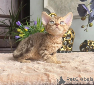 Zdjęcie №1. devon rex - na sprzedaż w Bad Wildungen | 1674zł | Zapowiedź № 177738