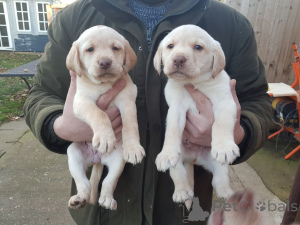 Zdjęcie №1. golden retriever - na sprzedaż w Berlin | negocjowane | Zapowiedź №141169