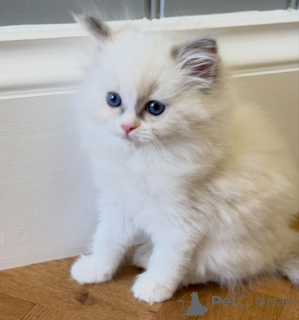 Zdjęcie №3. Sprzedam rasowe kocięta Ragdoll, samce i samice. Holandia