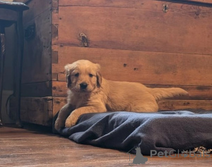 Zdjęcie №2 do zapowiedźy № 176157 na sprzedaż  golden retriever - wkupić się Wielka Brytania prywatne ogłoszenie