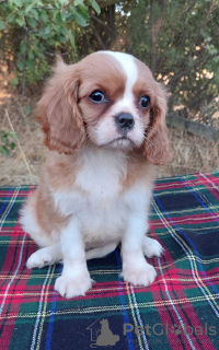 Zdjęcie №3. Suczka rasy cavalier king charles spaniel. Ukraina