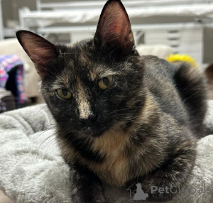 Zdjęcie №2 do zapowiedźy № 150623 na sprzedaż  kot domowy - wkupić się Niemcy ze schronu, hodowca