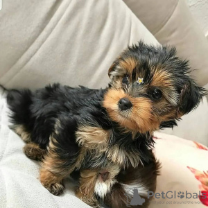 Zdjęcie №1. yorkshire terrier - na sprzedaż w Гамбург | 1109zł | Zapowiedź №119339