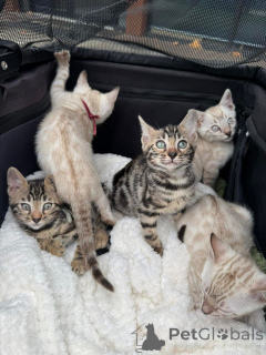 Zdjęcie №1. kot bengalski - na sprzedaż w Montreux | 3588zł | Zapowiedź № 152744