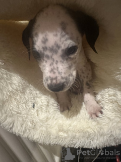 Zdjęcie №2 do zapowiedźy № 131023 na sprzedaż  dalmatyńczyk - wkupić się Niemcy prywatne ogłoszenie