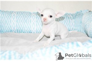 Zdjęcie №3. Piękne szczenięta Chihuahua do zmiany domu. USA