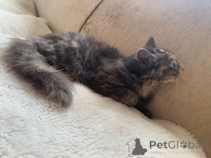 Zdjęcie №2 do zapowiedźy № 176168 na sprzedaż  maine coon - wkupić się Niemcy prywatne ogłoszenie