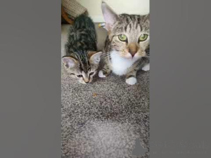 Zdjęcie №4. Sprzedam  w New Orleans. prywatne ogłoszenie - cena - 3348zł