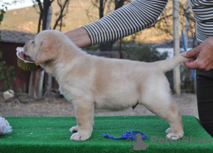 Zdjęcie №3. Szczeniaki Labrador Retriever. Federacja Rosyjska