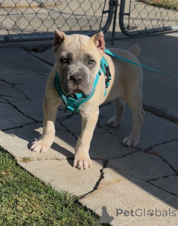 Zdjęcie №2 do zapowiedźy № 158578 na sprzedaż  cane corso - wkupić się Finlandia prywatne ogłoszenie