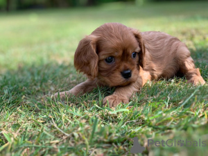 Zdjęcie №1. cavalier king charles spaniel - na sprzedaż w Kufstein | 4784zł | Zapowiedź №178532
