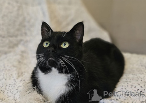 Zdjęcie №2 do zapowiedźy № 157452 na sprzedaż   - wkupić się Białoruś prywatne ogłoszenie