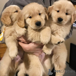 Zdjęcie №3. Dostępne zdrowe, urocze i uspołecznione szczenięta Golden Retriever. Niemcy