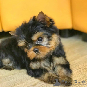 Zdjęcie №3. Wspaniałe szczenięta Yorkshire Terrier. Wielka Brytania