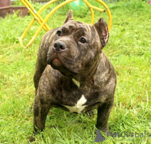 Zdjęcie №1. american bully - na sprzedaż w Lipieck | 2578zł | Zapowiedź №77210