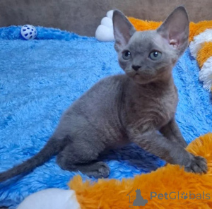 Zdjęcie №1. devon rex - na sprzedaż w Ludwigsburg | 1674zł | Zapowiedź № 177600