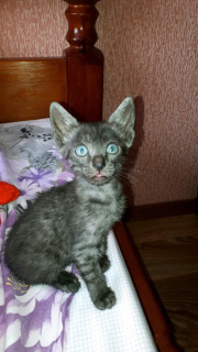 Zdjęcie №2 do zapowiedźy № 2480 na sprzedaż  kot egipski mau - wkupić się Federacja Rosyjska prywatne ogłoszenie
