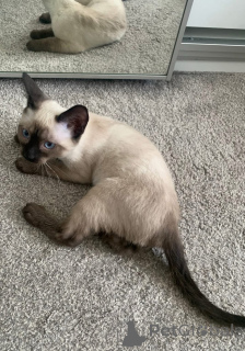 Zdjęcie №1. kot syjamski - na sprzedaż w Salzburg | negocjowane | Zapowiedź № 154320