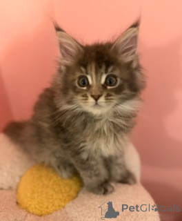 Zdjęcie №2 do zapowiedźy № 175460 na sprzedaż  maine coon - wkupić się Niemcy prywatne ogłoszenie