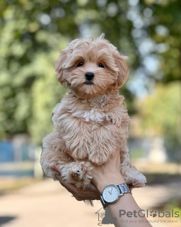 Zdjęcie №3. maltipoo. Niemcy