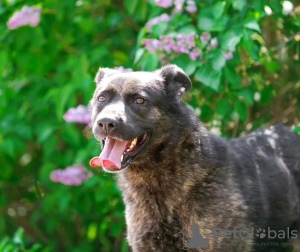 Zdjęcie №1. pies nierasowy - na sprzedaż w Москва | Bezpłatny | Zapowiedź №78530