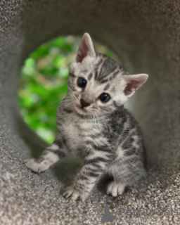 Zdjęcie №3. Bengalskie dzieci inteligentne, słodkie i oszałamiające. Szwajcaria