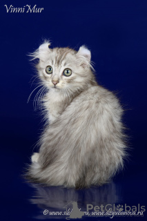 Dodatkowe zdjęcia: Rzadki kociak rasy American Curl.