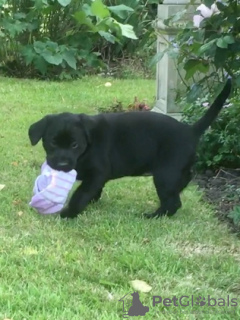 Zdjęcie №1. labrador retriever - na sprzedaż w Kangerlussuaq | negocjowane | Zapowiedź №126473