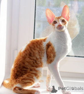 Zdjęcie №3. Sprzedam wspaniałe kocięta Cornish Rex z rodowodem.. Islandia