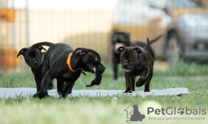 Dodatkowe zdjęcia: Angielski Stafforshire Bull Terrier