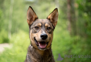 Zdjęcie №1. pies nierasowy - na sprzedaż w Rzeka Moskwa | Bezpłatny | Zapowiedź №145741