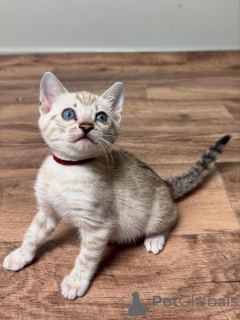 Zdjęcie №2 do zapowiedźy № 153394 na sprzedaż  kot bengalski - wkupić się Austria prywatne ogłoszenie