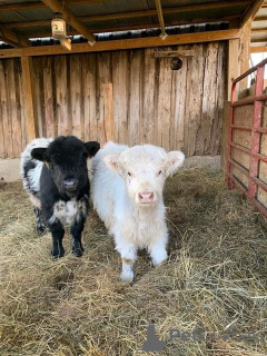 Zdjęcie №2 do zapowiedźy № 132676 na sprzedaż   - wkupić się Federacja Rosyjska prywatne ogłoszenie