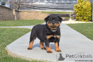 Zdjęcie №1. rottweiler - na sprzedaż w Mparmpati | 2822zł | Zapowiedź №137859