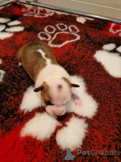 Zdjęcie №3. American Staffordshire Terrier, szczenięta o sprawdzonej jakości. Chorwacja