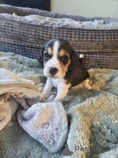 Zdjęcie №1. beagle (rasa psa) - na sprzedaż w Badenheim | negocjowane | Zapowiedź №167556