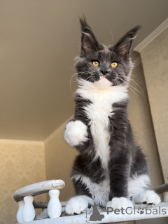 Zdjęcie №4. Sprzedam maine coon w Ettelbryuk. prywatne ogłoszenie - cena - negocjowane