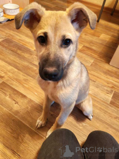 Zdjęcie №1. pies nierasowy - na sprzedaż w Lipieck | Bezpłatny | Zapowiedź №163839