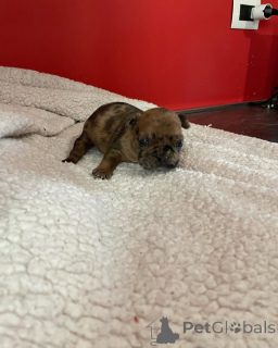 Zdjęcie №3. Bouledogue français unikalny 2500. Francja