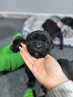 Zdjęcie №1. cane corso - na sprzedaż w Požarevac | 4784zł | Zapowiedź №162319