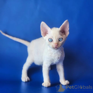Zdjęcie №1. devon rex - na sprzedaż w Detmold | 1674zł | Zapowiedź № 176682