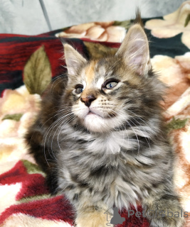 Zdjęcie №2 do zapowiedźy № 135261 na sprzedaż  maine coon - wkupić się Federacja Rosyjska prywatne ogłoszenie, od żłobka, hodowca
