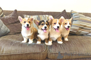 Zdjęcie №1. welsh corgi - na sprzedaż w Liepayah | negocjowane | Zapowiedź №176266