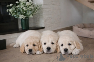 Zdjęcie №2 do zapowiedźy № 173988 na sprzedaż  golden retriever - wkupić się Finlandia 
