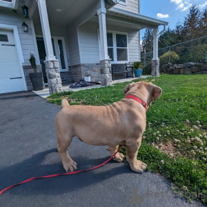 Zdjęcie №3. Urodzony, by przewodzić. Zbudowany, aby chronić.. Finlandia