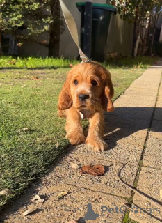 Zdjęcie №2 do zapowiedźy № 167786 na sprzedaż  cocker spaniel angielski - wkupić się Finlandia prywatne ogłoszenie