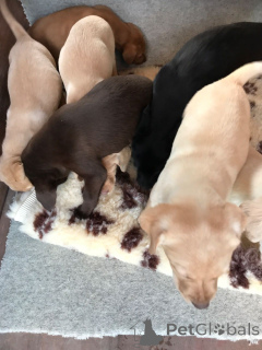 Zdjęcie №2 do zapowiedźy № 159436 na sprzedaż  labrador retriever - wkupić się Belgia prywatne ogłoszenie